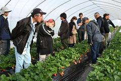 とちあいかの味向上へ