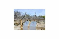 住友林業「桜のたすき」プロジェクトを発足