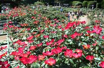 真岡・井頭公園のバラ