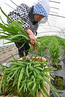 冬ニラ収穫最盛期　鹿沼