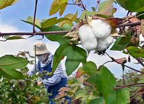 綿花の摘み取り始まる　真岡