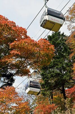 見頃を迎えたゴンドラ沿いの斜面中腹の紅葉＝21日午前11時25分、那須町大島