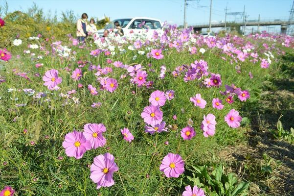 緑地帯に咲くコスモス。摘み取りも歓迎している