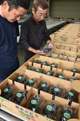 初出荷するブドウを確認する組合員