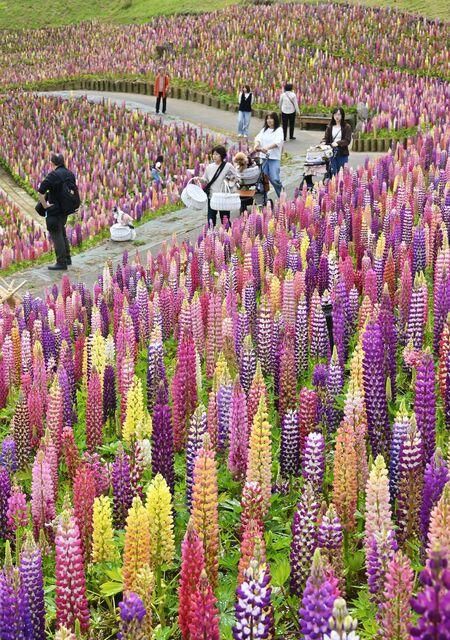 色鮮やかに斜面を染めるルピナス＝15日午前10時45分、鹿沼市茂呂、広瀬華撮影