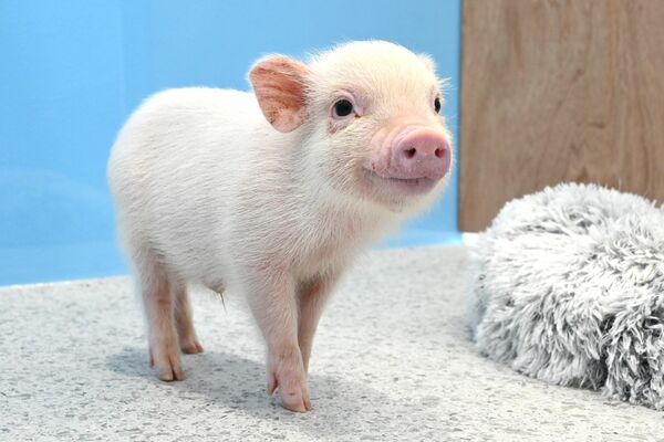 ９月に生まれたマイクロブタ「みんみん」。体長はまだ２キロほど。