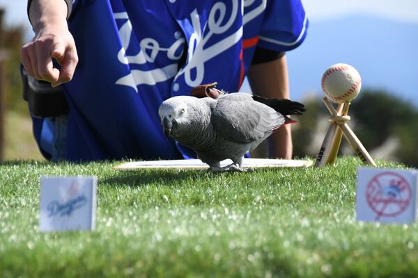 野球の米大リーグ・ワールドシリーズの占いに臨むオリビア