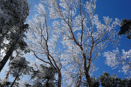 　北八ケ岳の中山峠は悪天候後に樹氷の置き土産がよく見られます。過冷却水滴という氷点下でも凍らない水分が強風で枝先に吹き付け、瞬く間に凍りついてできるのです。エビノシッポと同様で、規模の大きなものはモンスターと呼ばれます＝２０２６年３月７日、北八ケ岳中山峠