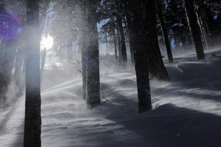 　蝶ケ岳は山稜（さんりょう）直下まで樹林帯があります。いつもなら森林帯では風の影響をほとんど受けないのですが、このときは激しい烈風が吹き抜けていきました。（撮影・2026年１月１日、蝶ケ岳にて）