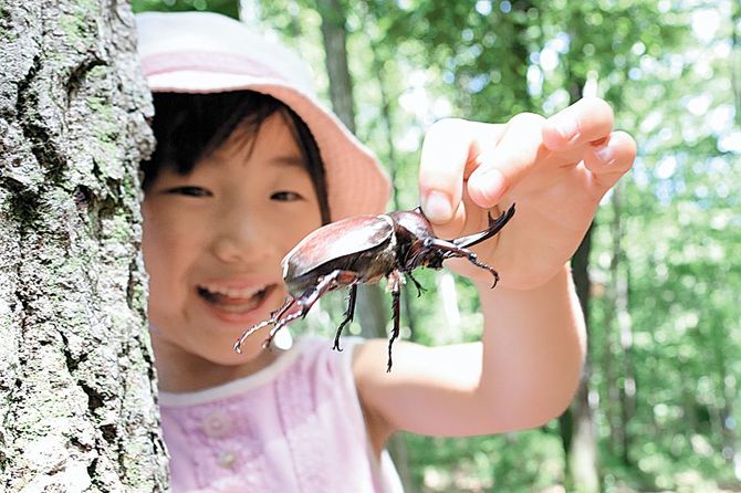 カブトムシやクワガタを見つけて、触れ合いを楽しもう!