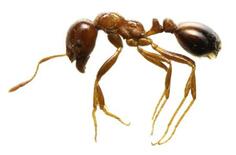 アリの餌分け合い世界初可視化