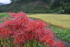 那須の蓑沢公園でヒガンバナ満開　見頃は今月いっぱい