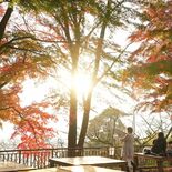 栃木・太平山で紅葉が見頃　関東平野を一望、３大名物も