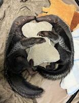 オオアリクイの双子誕生、国内初