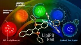 細胞内の脂質代謝を可視化する蛍光プローブを開発