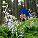 涼やかに夏を彩る薄紫　塩谷の山林でナツエビネ見頃　「夢を見ているよう」