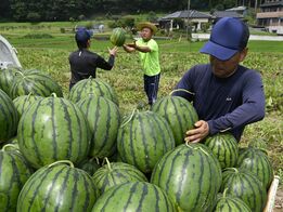高糖度でシャリッと食感　大田原で「与一…