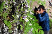 コウシンソウひっそり咲く　日光