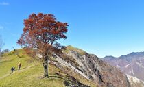 「孤高のブナ」が紅葉　日光・足尾の中倉山