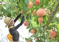 鹿沼でモモの収穫進む