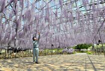 大フジ ひっそりと見頃