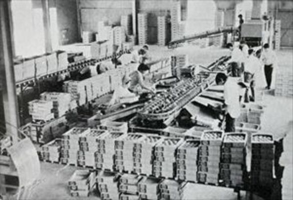 １９６９年度に市内に設置された集荷所でのトマト選果作業（「宇都宮市の農業　昭和45年度」から）