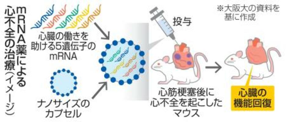 mRNA薬による心不全の治療(イメージ)