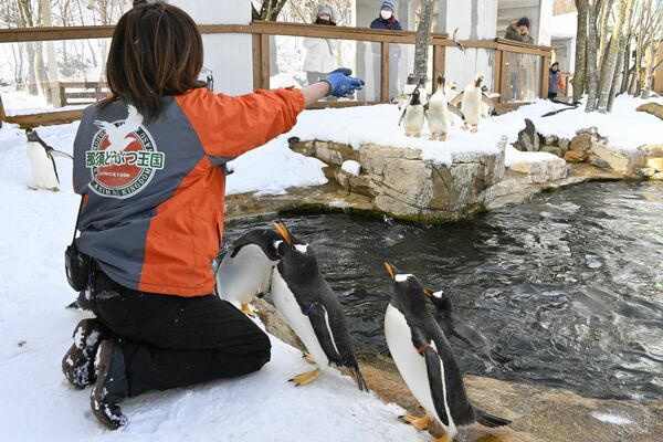ジェンツーランのゴール地点でえさをもらうペンギン