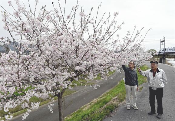 見野自治会が苗を植えて育て、６年を経て初めての見頃を迎えた桜並木