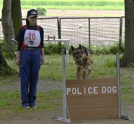 競技会で障害物を飛び越える出場犬＝６日午前、下野市中大領