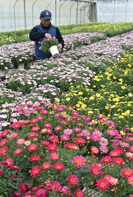 出荷準備が進むマーガレット＝26日午前10時55分、小山市荒井