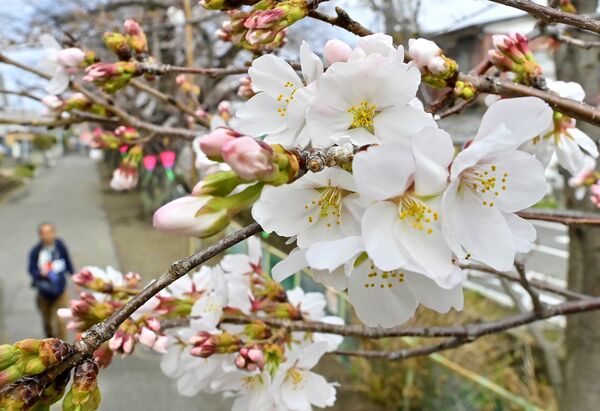 新川沿いで咲き始めたソメイヨシノ=28日午後0時5分、宇都宮市花園町