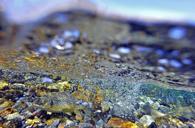 中禅寺湖に注ぐ柳沢川の水中。差し込む光と流れがつくるリズムの中を遡上するブラウントラウト。シューベルトの歌曲「鱒」のモデルがこの魚だという