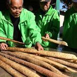 自然薯の収穫始まる　２キロを超える「大物」も　愛好家グループが栽培　大…