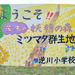 「ようこそ！！妖精の森へ」　茂木のミツマタ群生地に逆川小児童がＰＲ看板…