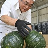 那須烏山で特産カボチャの出荷進む　中山かぼちゃは25日から販売　高温で生育順調
