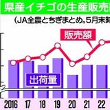 【詳報】栃木県産イチゴ販売額、過去最高を更新 出荷量ともに全国1位確実に 2026年産速報値