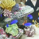 沖縄イベント開催　道の駅たかねざわ元気あっぷむら　「海」再現の水槽