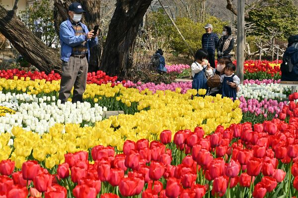 見頃を迎え、園内をカラフルに彩るチューリップ＝９日午前１０時４５分、足利市迫間町