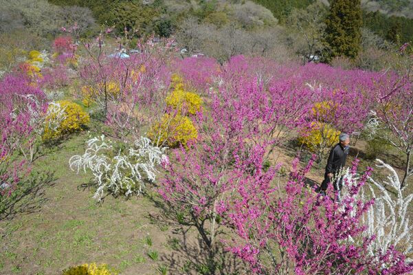 レンギョウやハナズオウが見頃を迎えている庭園