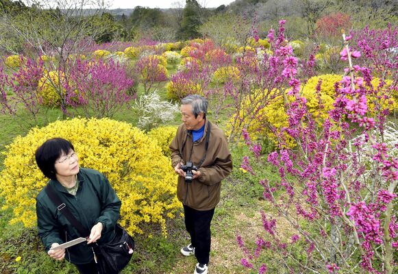 見頃となったレンギョウとハナズオウを見物する来園者＝12日午後０時25分、那珂川町富山