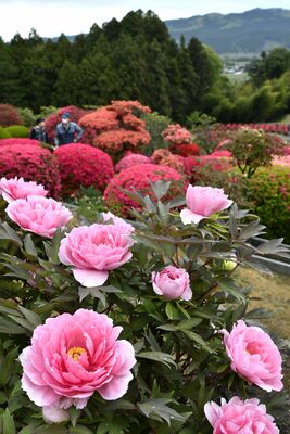 ボタンとツツジが咲き誇る園内