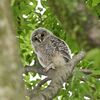 野木神社の境内に癒やし　フクロウのひな２羽巣立つ　