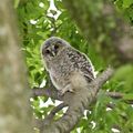 野木神社の境内に癒やし フクロウのひな2羽巣立つ