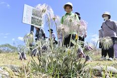 綿毛なびかせ春告げる　塩谷でオキナグサ見頃
