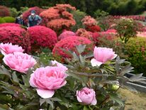 ボタンとツツジが鮮やかに競演　大田原・富士ぼたん園で見頃