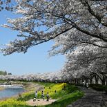 下野の「天平の花まつり」に合わせ、姿川の桜並木をライトアップ　新たな観…