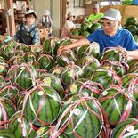 「与一西瓜」が収穫シーズン　甘く良質　15日からすいか祭りも　大田原