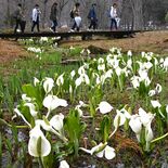 日光・上三依水生植物園でミズバショウ見頃　雨露まとう白く愛らしい姿　珍…