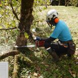 佐野市、クマ対策で果樹伐採の費用補助 申請多く、30日まで延長 積極的…